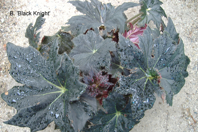 B. ‘Black Night’